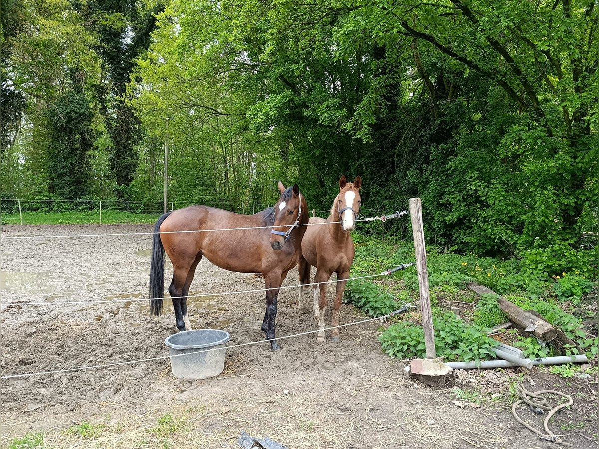 Westphalian Mare 3 years 16 hh Brown in Goch