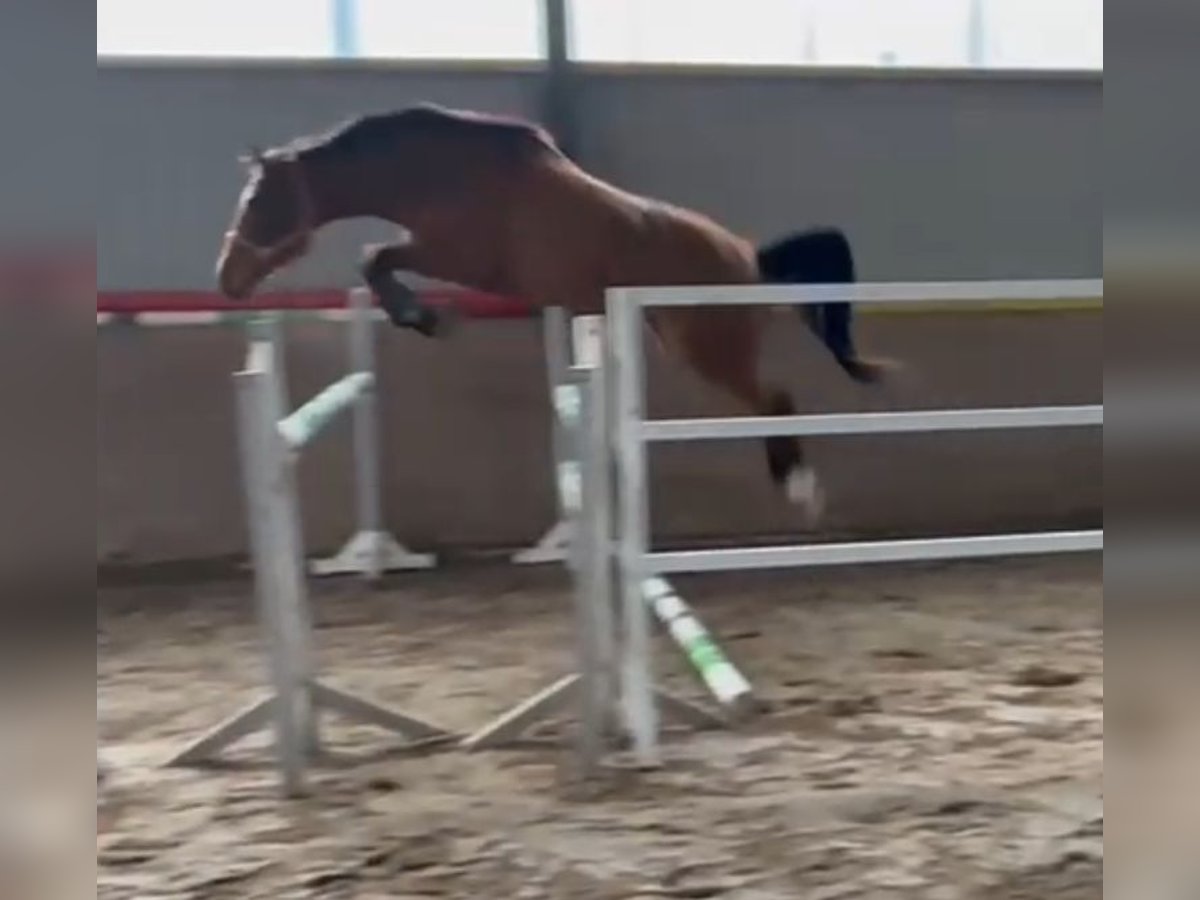 Westphalian Mare 3 years 16 hh Brown in Lindlar