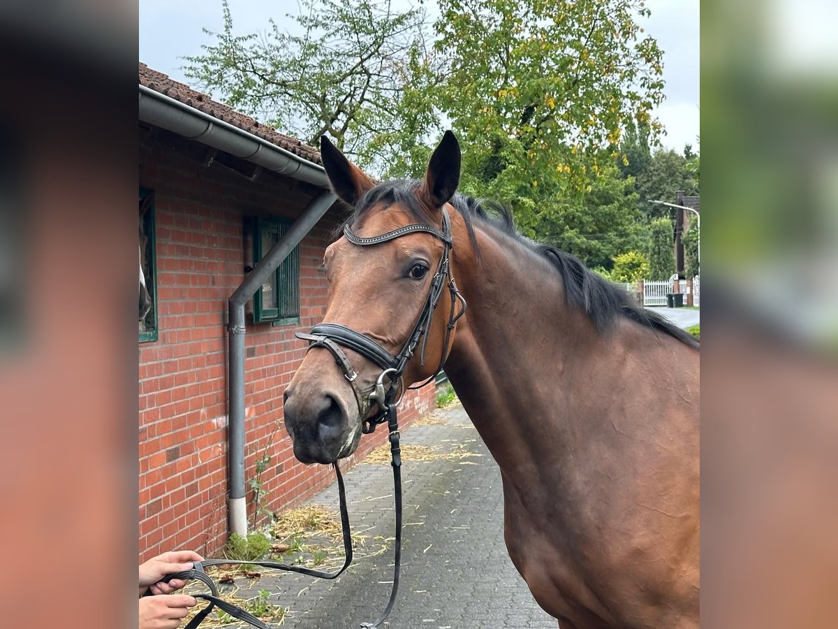 Westphalian Mare 3 years 16 hh Brown in Hamm