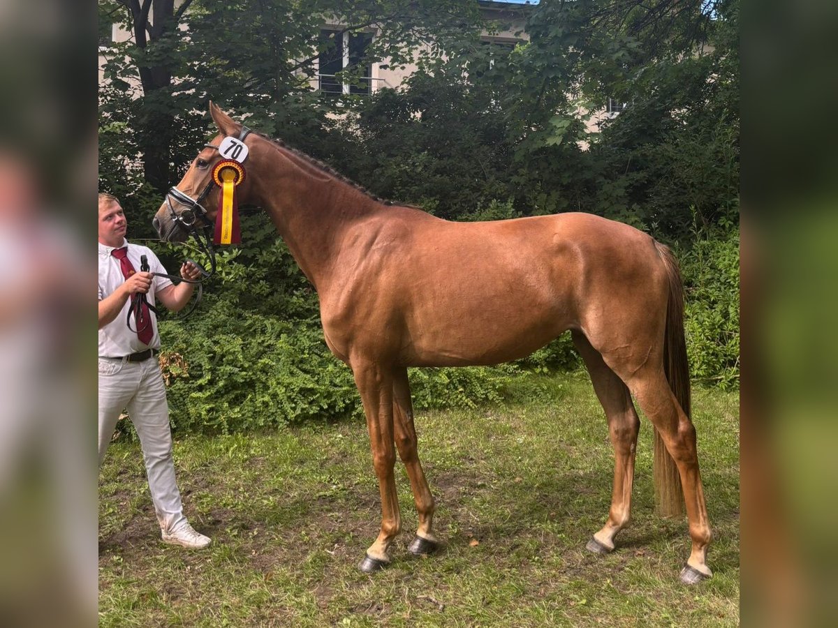 Westphalian Mare 3 years 16 hh Chestnut-Red in Sieversdorf-Hohenofen