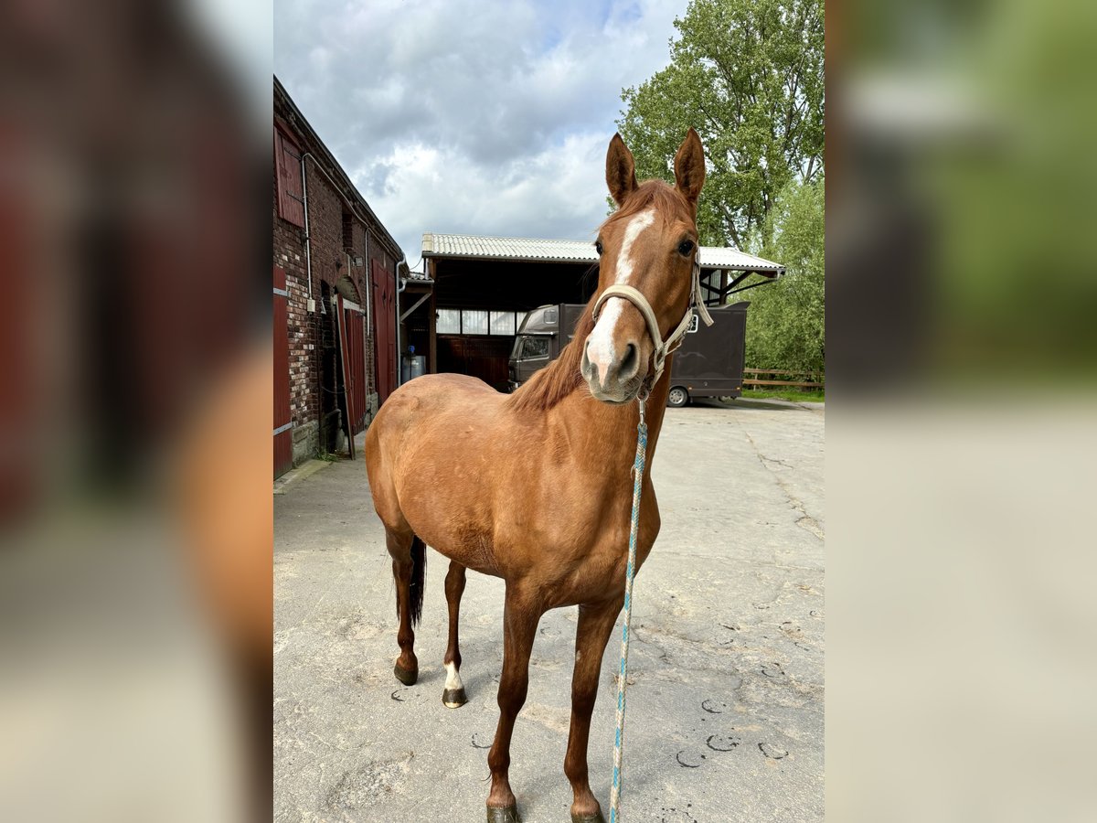 Westphalian Mare 3 years 16 hh Chestnut-Red in Soest
