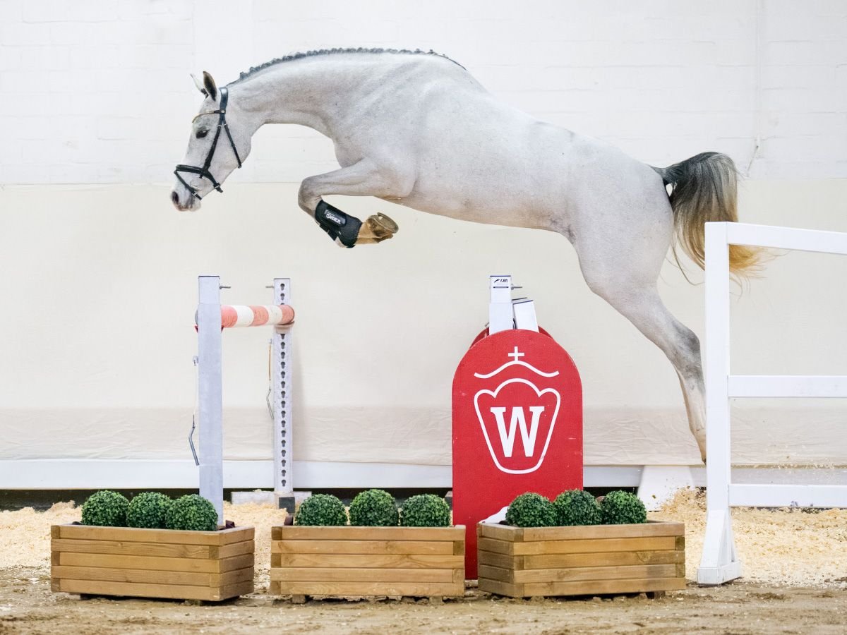 Westphalian Mare 3 years 16 hh Gray in Hamm