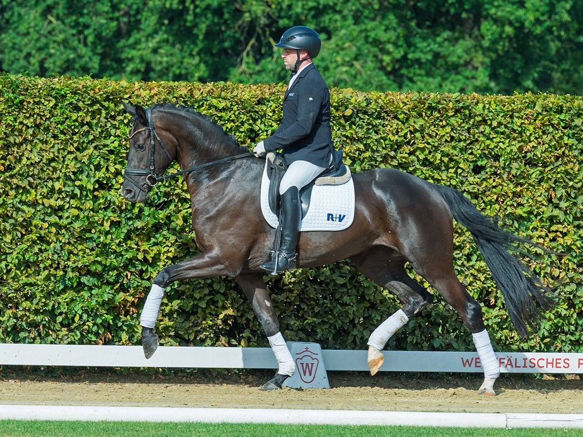 Westphalian Mare 3 years 16,1 hh Black in M&#xFC;nster-Handorf
