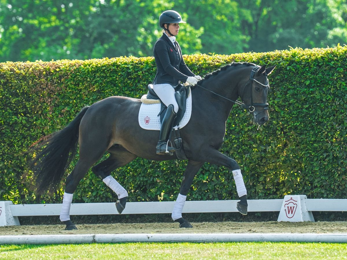 Westphalian Mare 3 years 16,1 hh Brown in M&#xFC;nster-Handorf