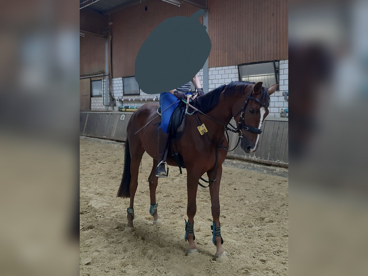 Westphalian Mare 3 years 16,1 hh Chestnut in Siegen