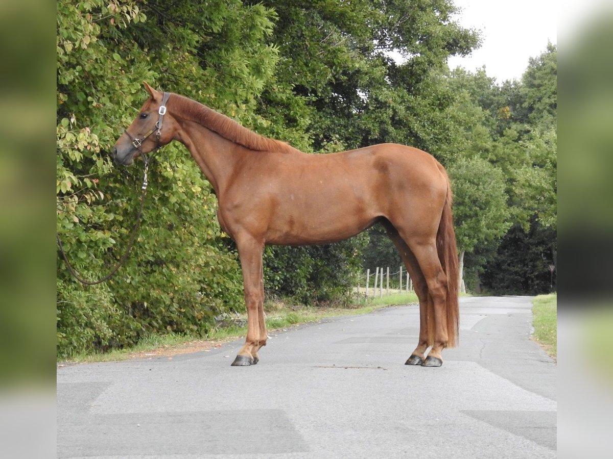Westphalian Mare 3 years 16,1 hh Chestnut-Red in Verl