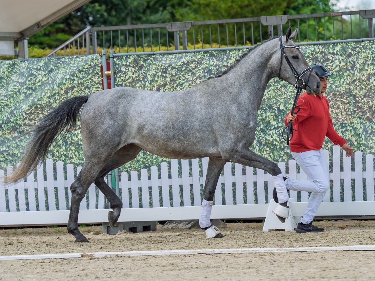 Westphalian Mare 3 years 16,1 hh Grey in M&#xFC;nster-Handorf