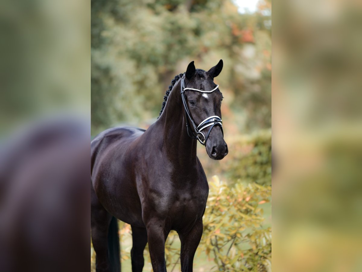 Westphalian Mare 3 years 16,1 hh Smoky-Black in Sch&#xFC;ttorf