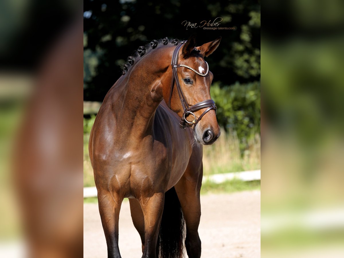 Westphalian Mare 3 years 16,2 hh Brown in Recke