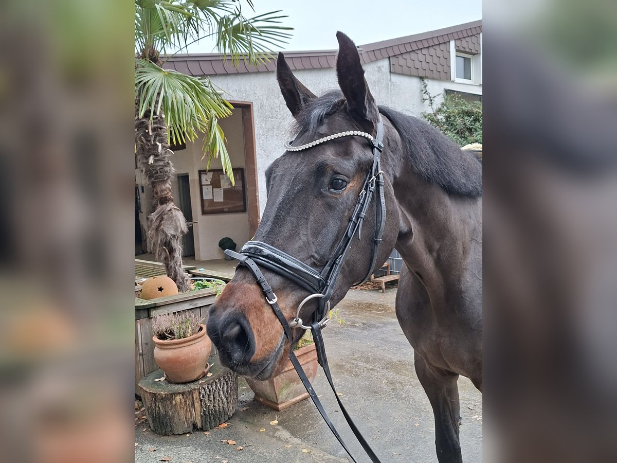 Westphalian Mare 3 years 17 hh Bay-Dark in Bottrop