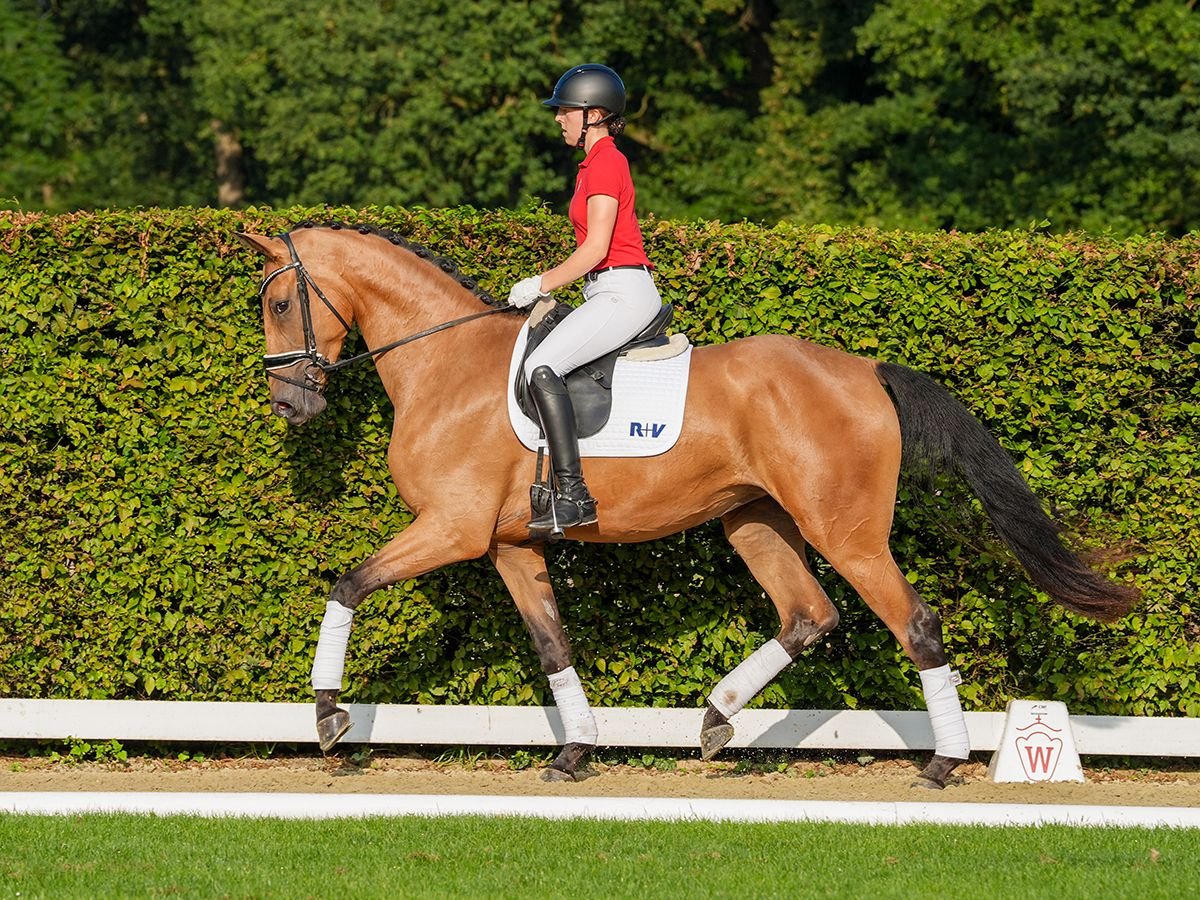 Westphalian Mare 3 years 17 hh Buckskin in Münster