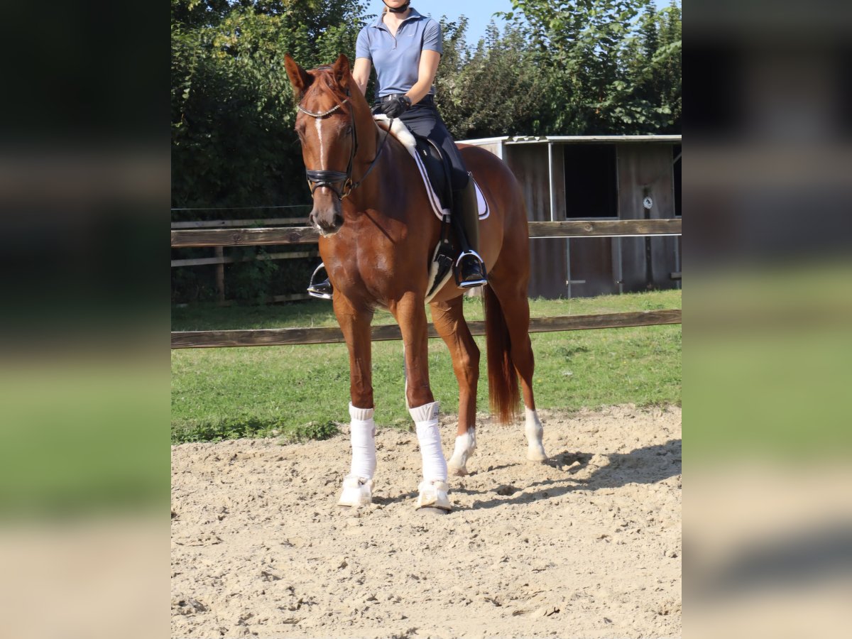 Westphalian Mare 3 years 17 hh Chestnut in Münster