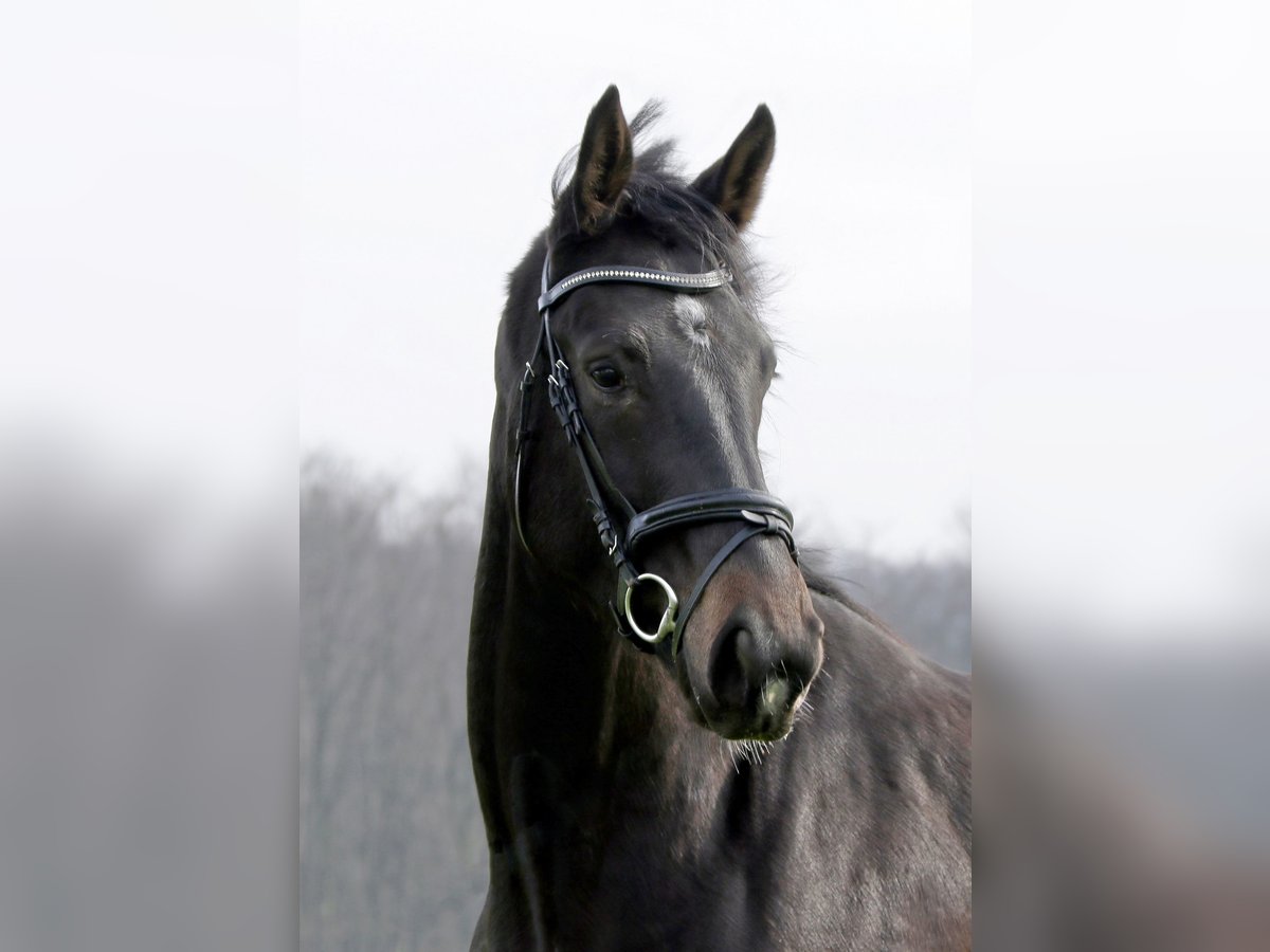 Westphalian Mare 3 years 17 hh Smoky-Black in Spenge