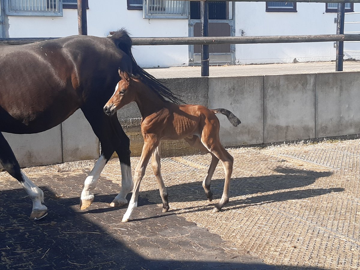 Westphalian Mare 3 years Brown in Waldbröl