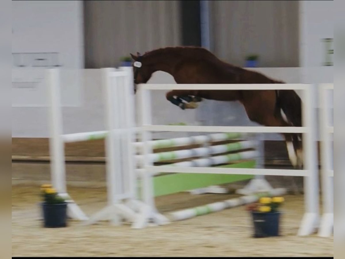 Westphalian Mare 4 years 14,1 hh Chestnut-Red in Lindlar