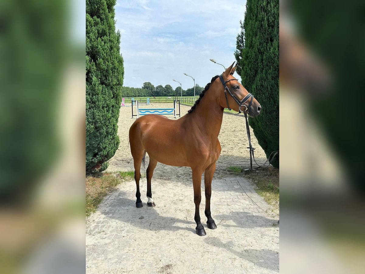 Westphalian Mare 4 years 14 hh Brown in Nottuln