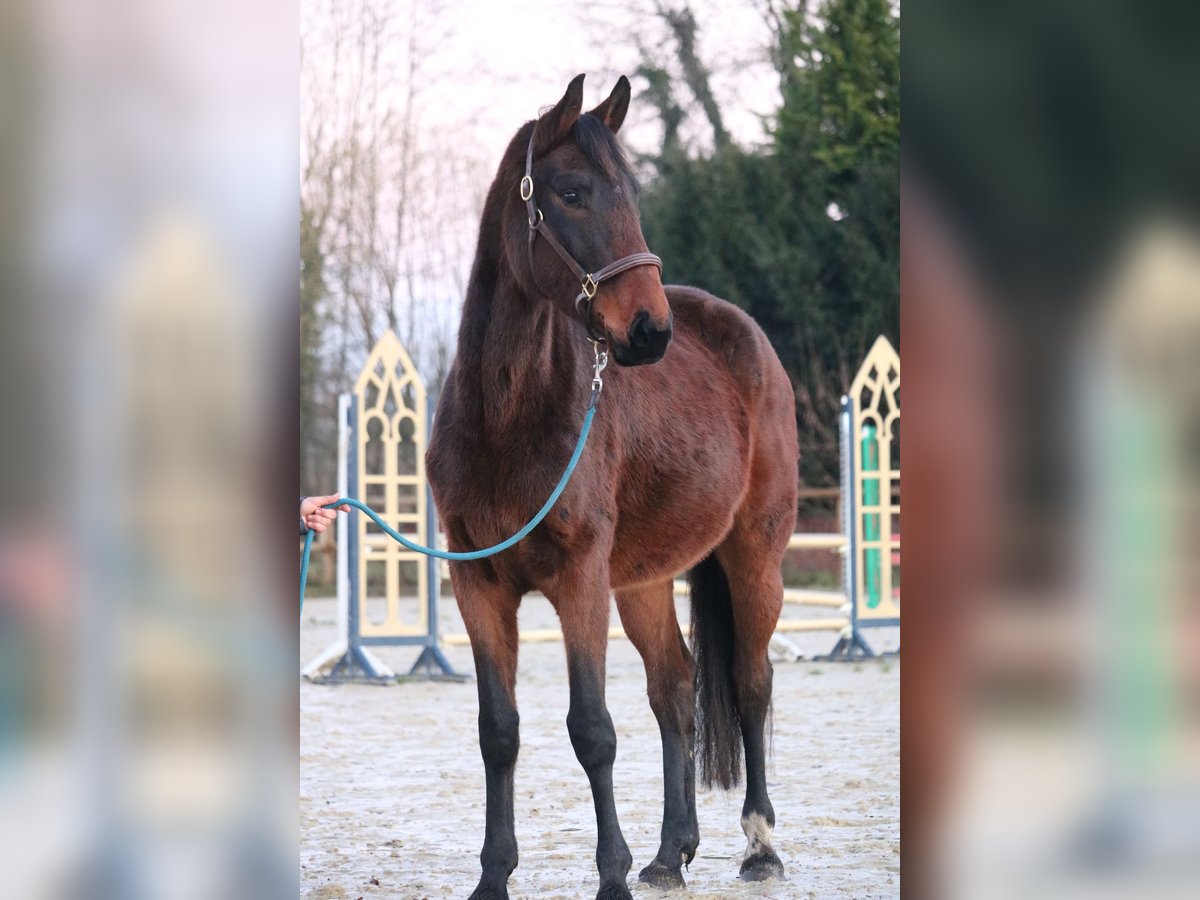 Westphalian Mare 4 years 15,3 hh Bay-Dark in Glandorf