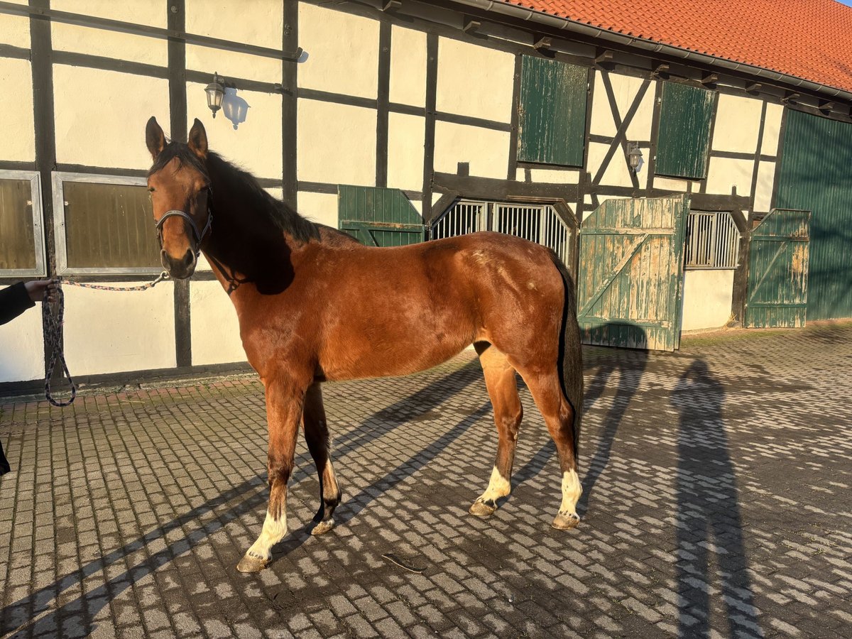 Westphalian Mare 4 years 15,3 hh Brown in Bönen