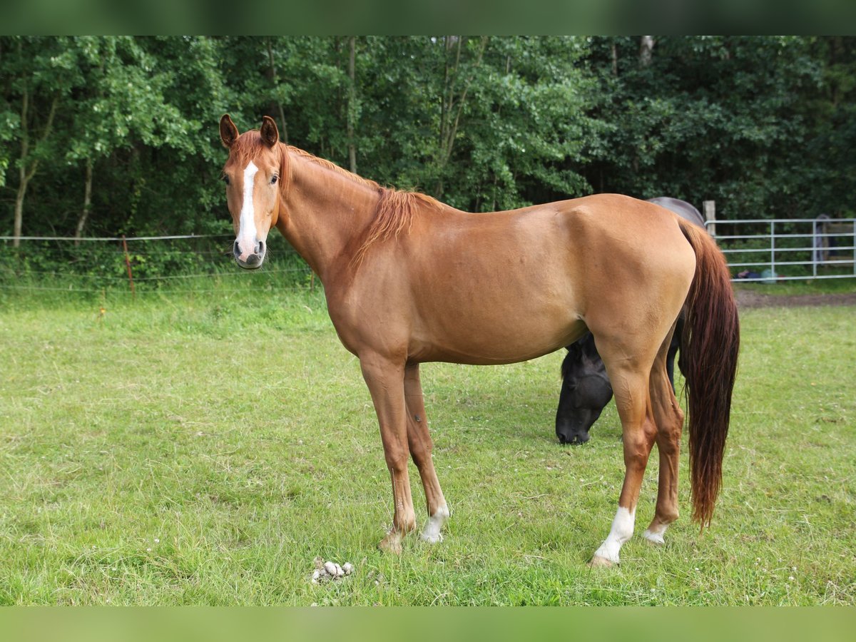 Westphalian Mare 4 years 15,3 hh Chestnut-Red in Winsen (Aller)