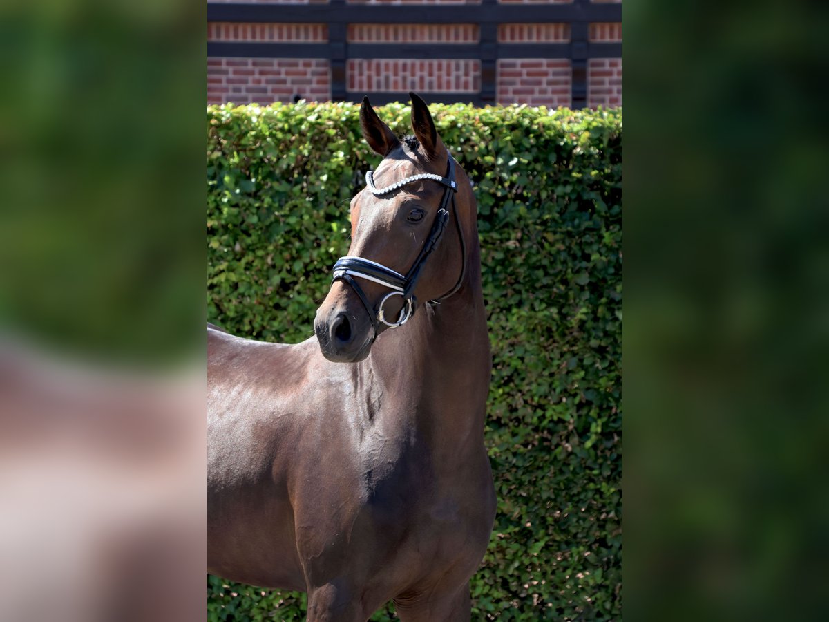 Westphalian Mare 4 years 15,2 hh Bay-Dark in Nottuln