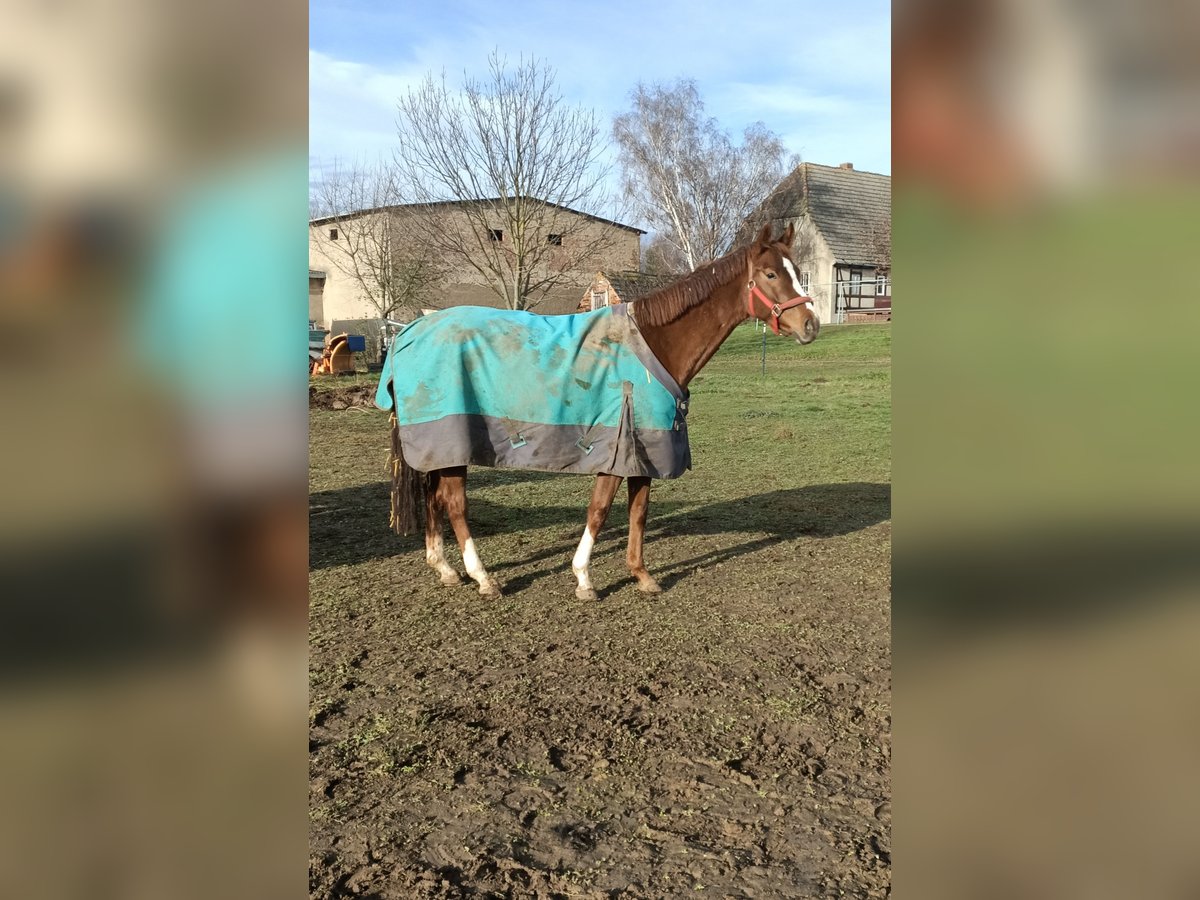 Westphalian Mare 4 years 15,3 hh Chestnut in M&#xFC;geln
