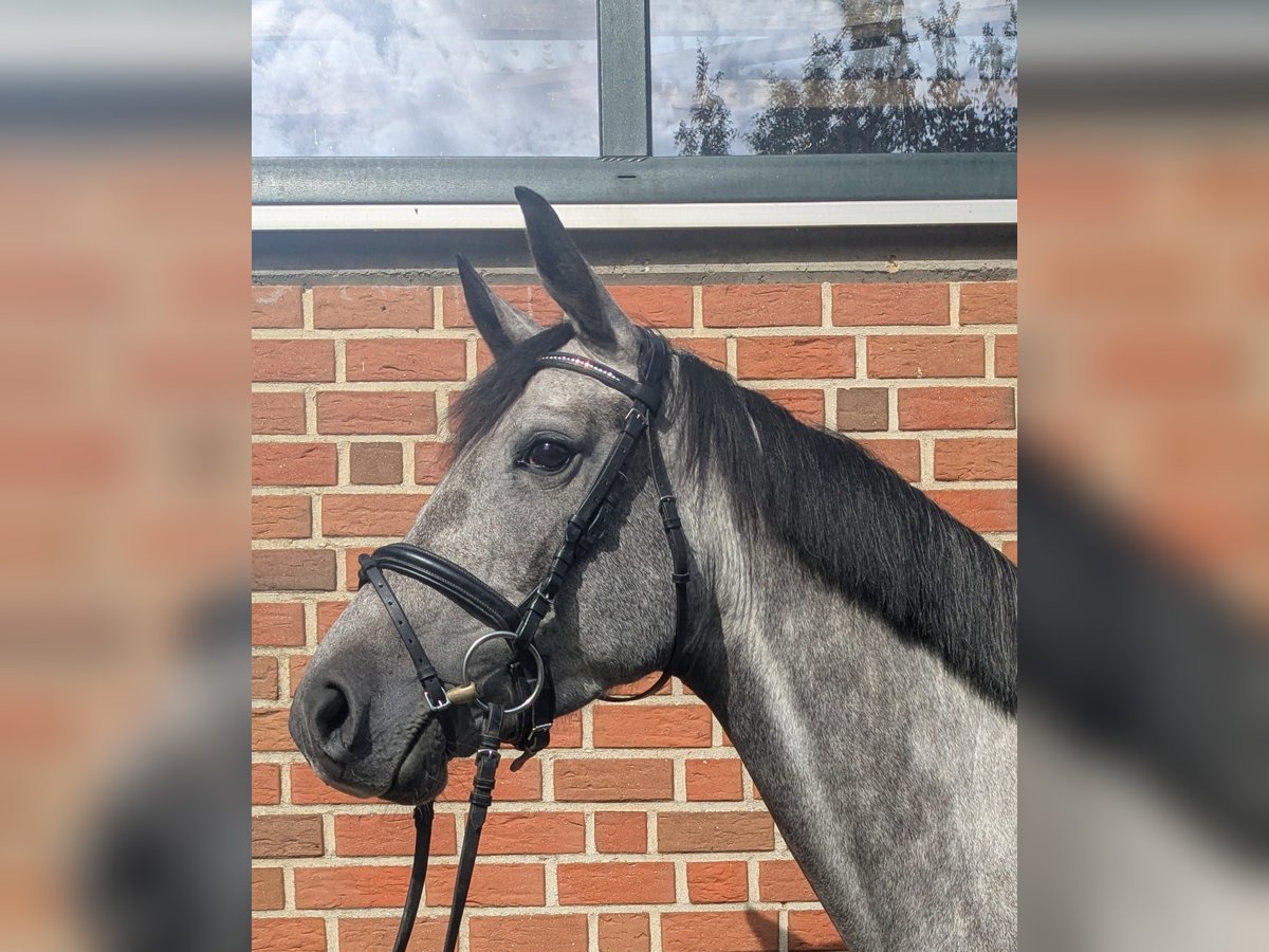 Westphalian Mare 4 years 15,3 hh Grey in Altenberge