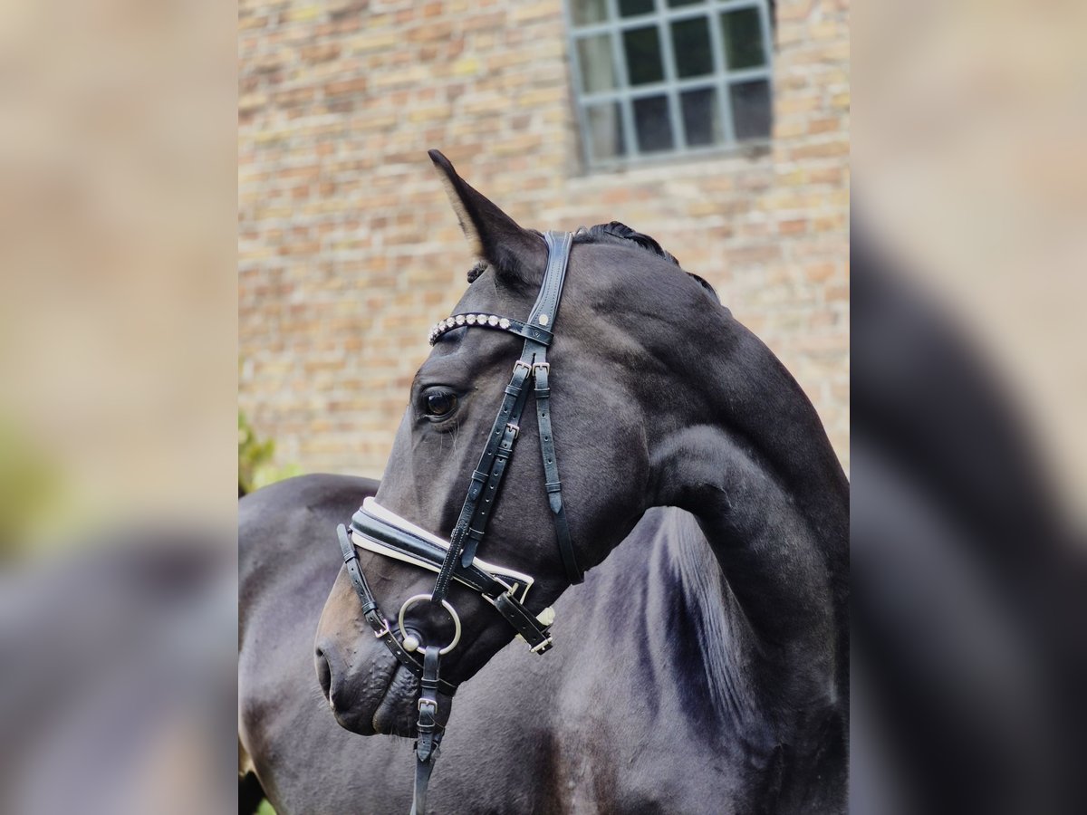 Westphalian Mare 4 years 15,3 hh Smoky-Black in Ludwigsfelde