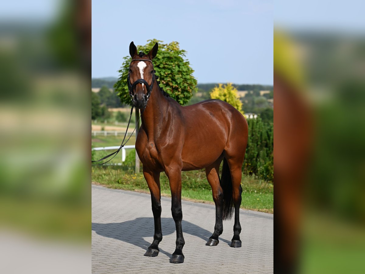 Westphalian Mare 4 years 16,1 hh Brown in Wysin