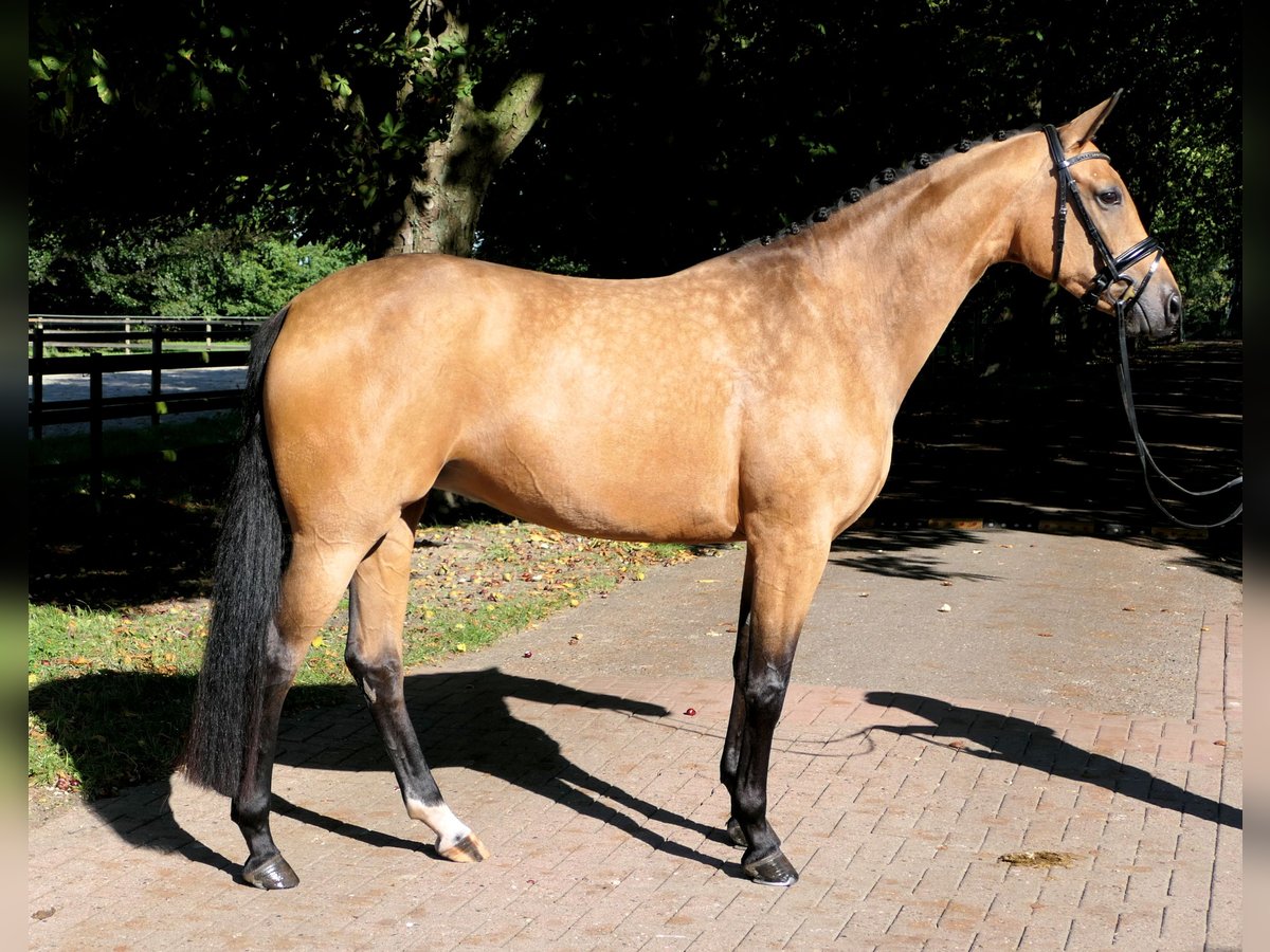 Westphalian Mare 4 years 16,1 hh Buckskin in Cappeln (Oldenburg)