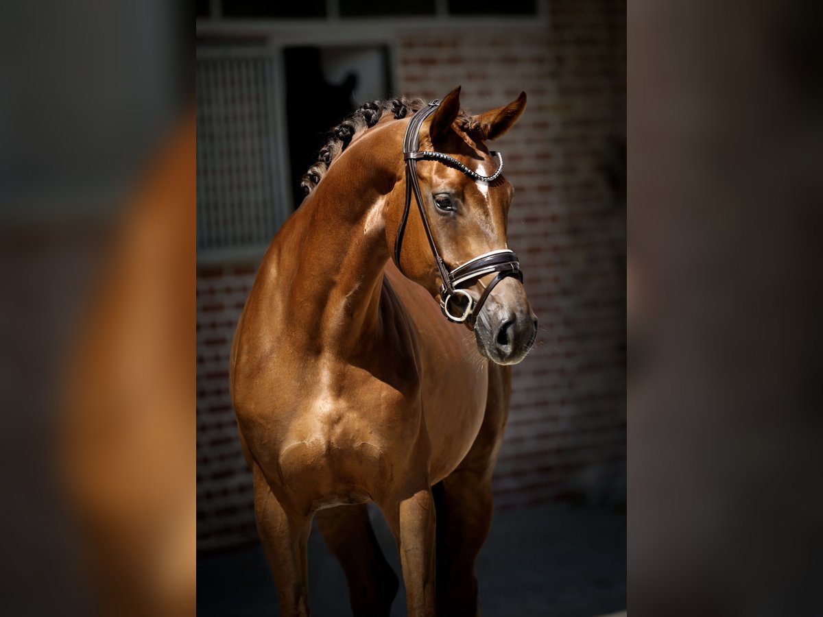 Westphalian Mare 4 years 16,1 hh Chestnut in Herford