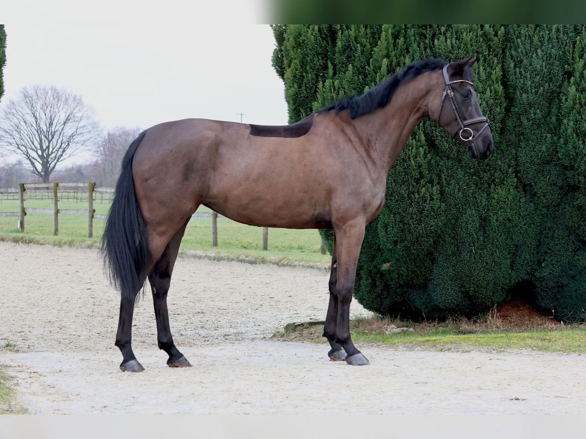 Westphalian Mare 4 years 16,1 hh Smoky-Black in Nottuln