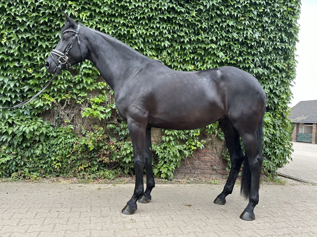 Westphalian Mare 4 years 16,2 hh Black in Rees