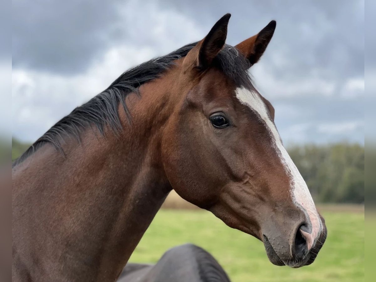 Westphalian Mare 4 years 16,2 hh Brown in Bördel