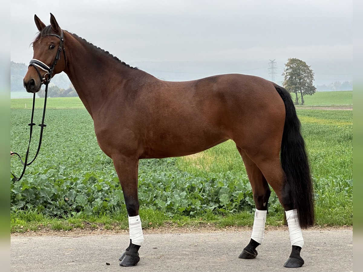 Westphalian Mare 4 years 16,2 hh Brown in Riedlingen