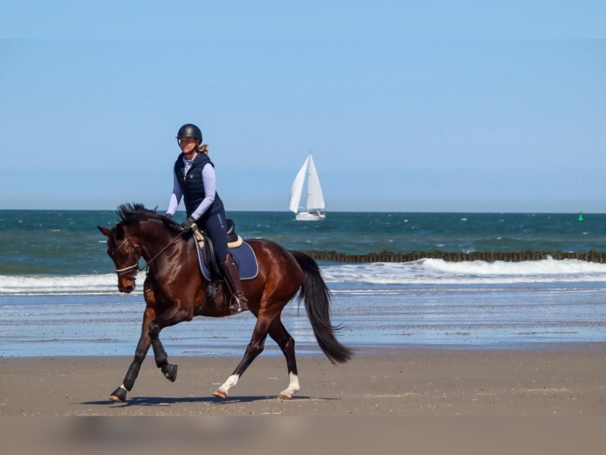 Westphalian Mare 4 years 16 hh Bay-Dark in D&#xF6;rentrup