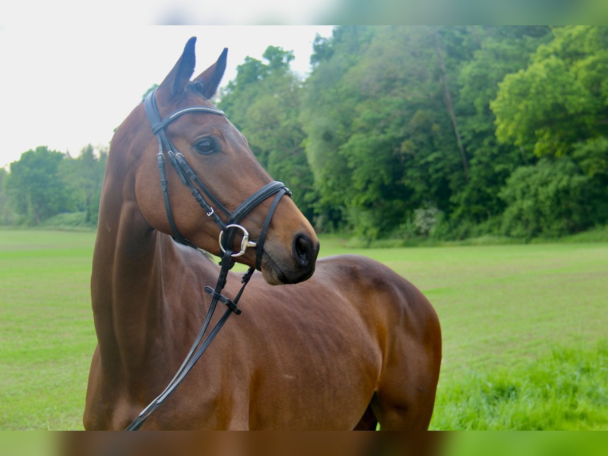 Westphalian Mare 4 years 16 hh Bay-Dark in Bückeburg
