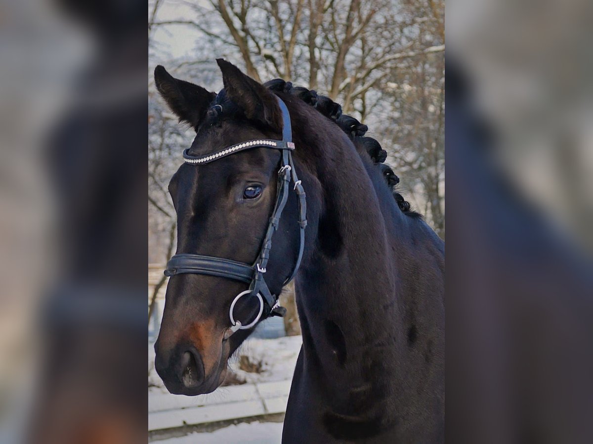 Westphalian Mare 4 years 16 hh Black in Bad Wörishofen