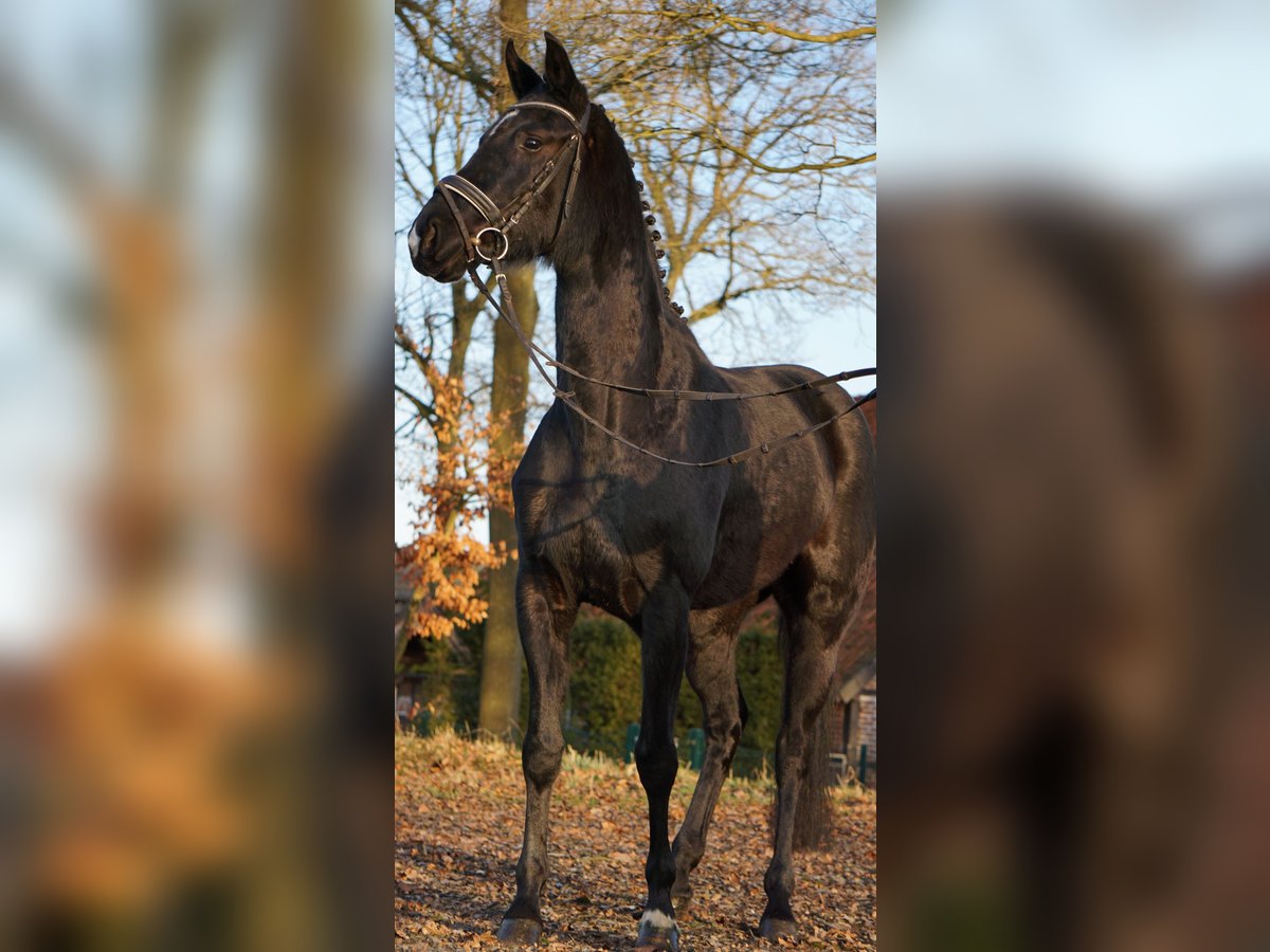 Westphalian Mare 4 years 16 hh Black in Telgte