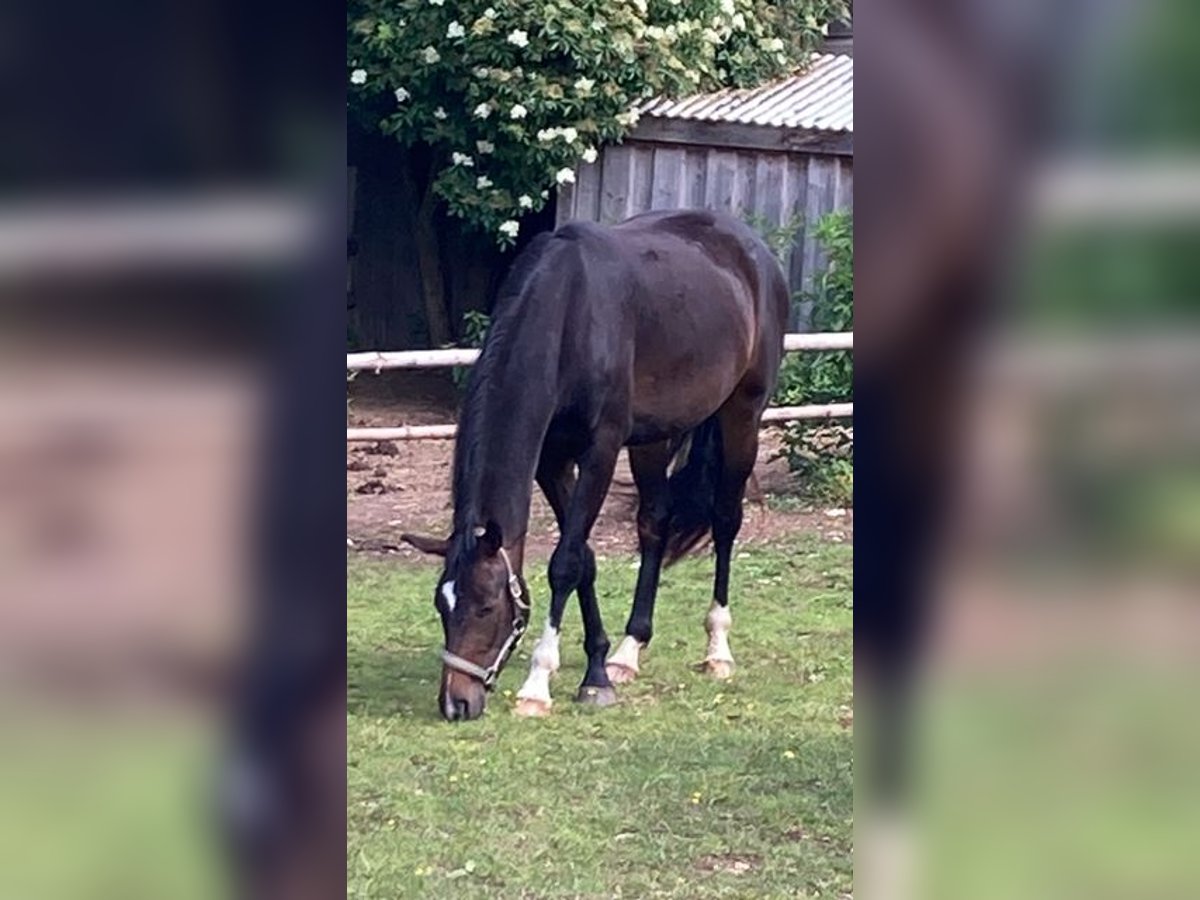 Westphalian Mare 4 years 16 hh Brown in Eckental