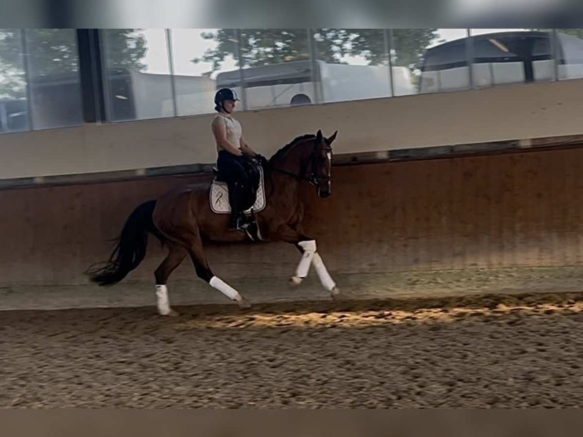 Westphalian Mare 4 years 16 hh Brown in Telgte
