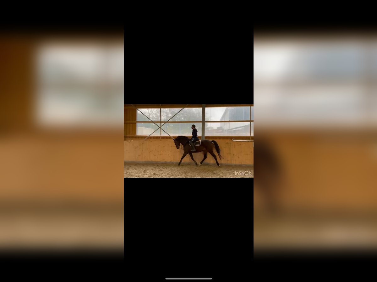 Westphalian Mare 4 years 16 hh Brown in Meinerzhagen