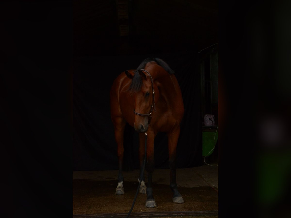 Westphalian Mare 4 years 16 hh Brown in Salzbergen