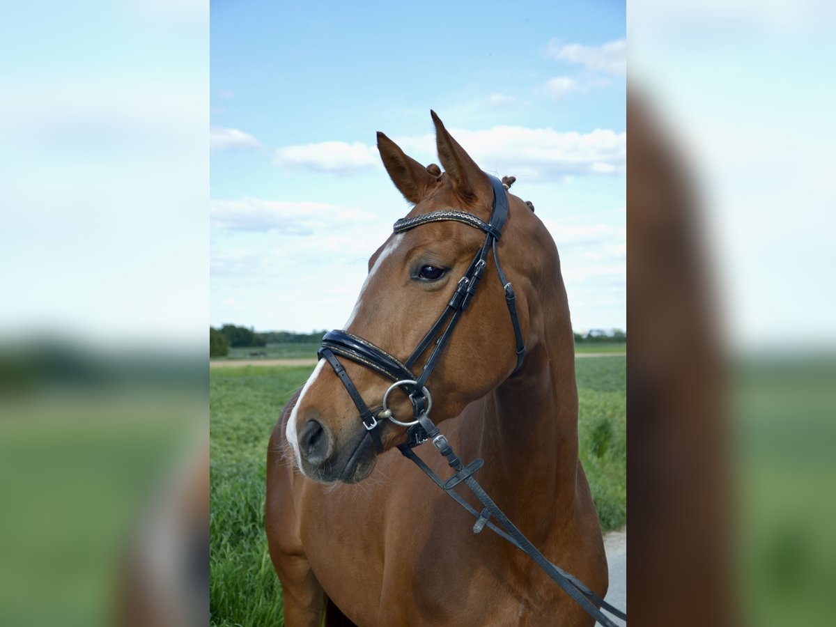 Westphalian Mare 4 years 16 hh Chestnut-Red in Soest