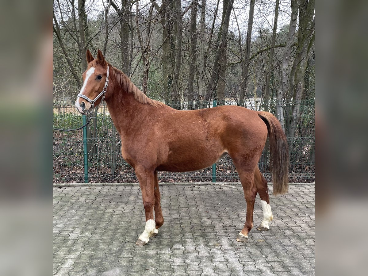 Westphalian Mare 4 years 16 hh Chestnut-Red in Verl