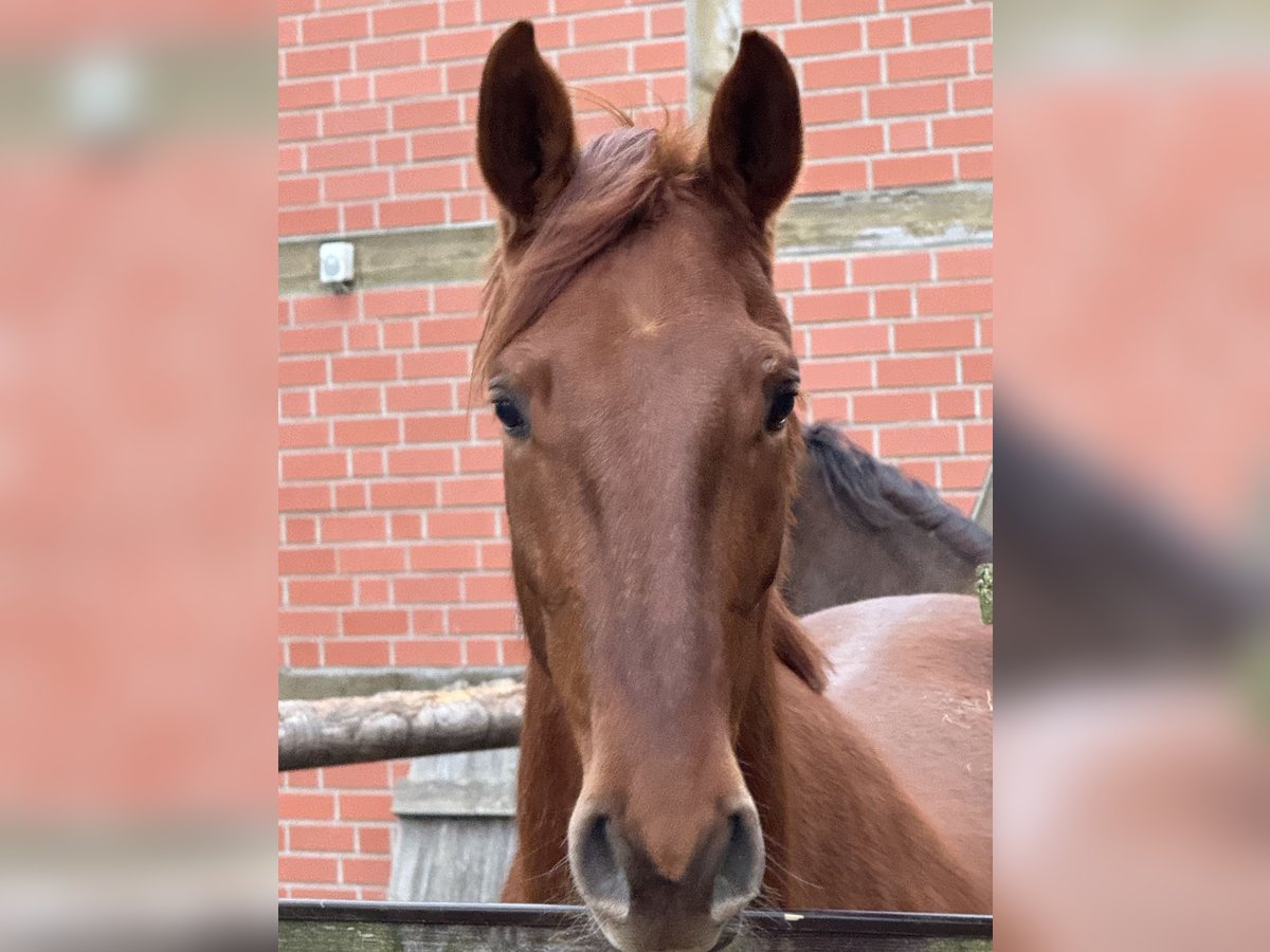 Westphalian Mare 4 years 16 hh Chestnut in Münster
