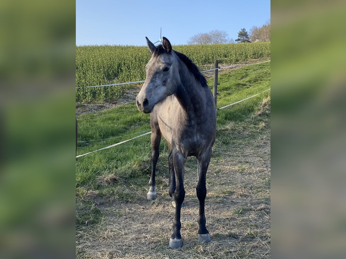 Westphalian Mare 4 years 16 hh Gray in Hohenstein