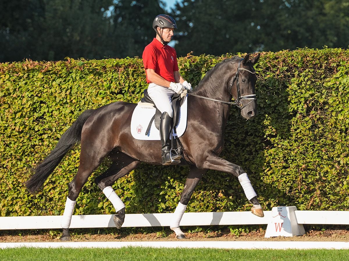 Westphalian Mare 4 years 16 hh Smoky-Black in Münster