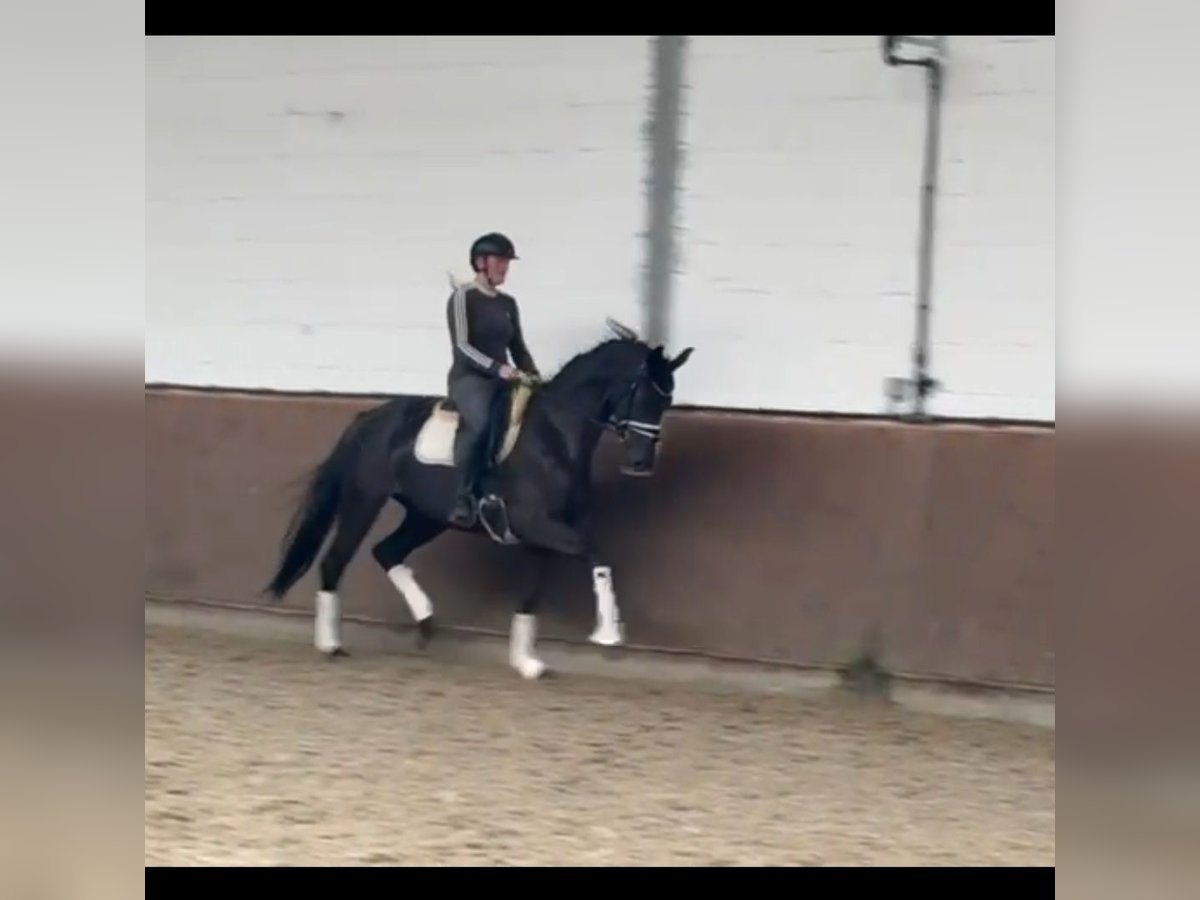 Westphalian Mare 4 years 16,1 hh Black in Lohne (Oldenburg)