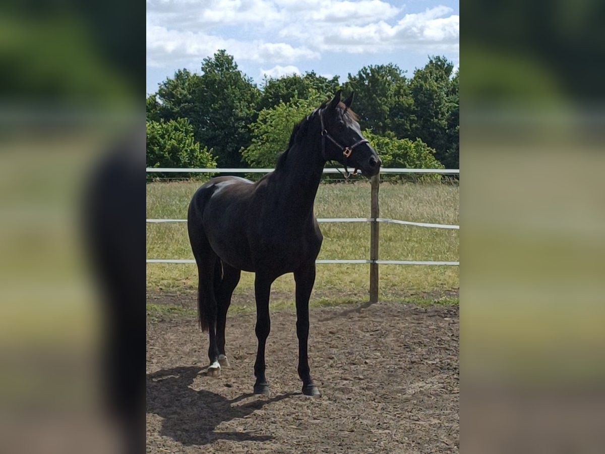 Westphalian Mare 4 years 16,1 hh Black in Sassenberg