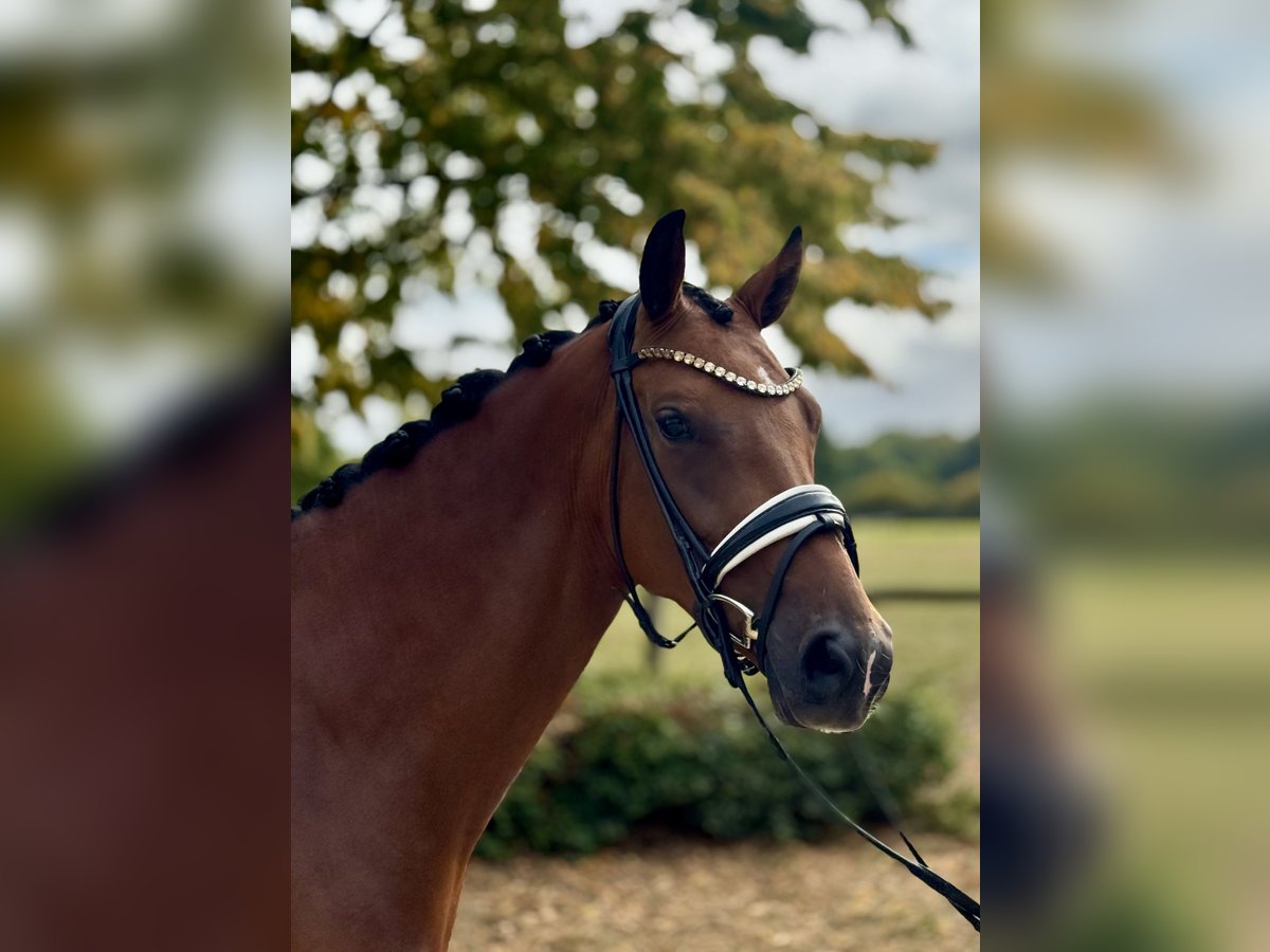 Westphalian Mare 4 years 16,1 hh Brown in M&#xFC;nster